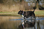 laufender Cane Corso