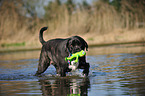 spielender Cane Corso