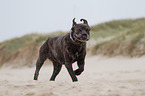 rennender Cane Corso