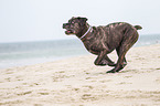 rennender Cane Corso