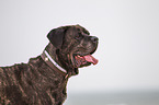 Cane Corso Portrait