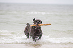 spielender Cane Corso