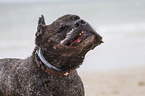 Cane Corso schttelt sich