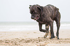 buddelnder Cane Corso