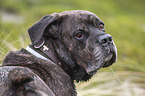 Cane Corso Portrait