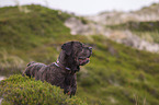 Cane Corso Portrait