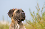 Cane Corso Portrait