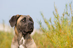 Cane Corso Portrait