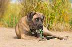 liegender Cane Corso