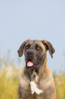 Cane Corso Portrait