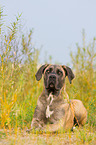 liegender Cane Corso