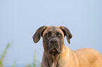 Cane Corso Portrait