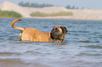 badender Cane Corso