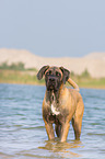 badender Cane Corso