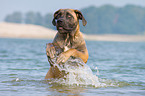 rennender Cane Corso