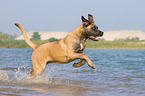 rennender Cane Corso