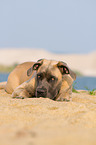 liegender Cane Corso