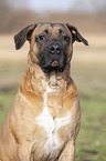 Cane Corso Portrait