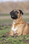 liegender Cane Corso