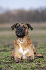 liegender Cane Corso