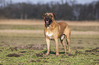 Cane Corso