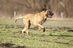 rennender Cane Corso