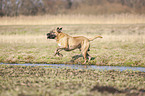 spielender Cane Corso