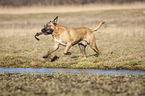 spielender Cane Corso