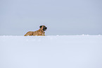 liegender Cane Corso