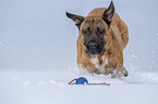 spielender Cane Corso