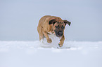 rennender Cane Corso