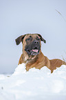 liegender Cane Corso