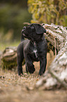 stehender Cane Corso Welpe