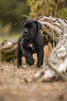 stehender Cane Corso Welpe