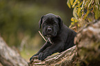 liegender Cane Corso Welpe