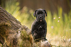 stehender Cane Corso Welpe