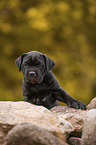 Cane Corso Welpe