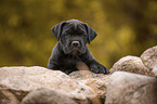 Cane Corso Welpe