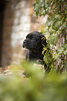 Cane Corso Welpe