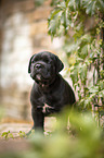 stehender Cane Corso Welpe