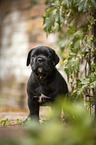 stehender Cane Corso Welpe