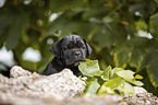 Cane Corso Welpe