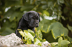 Cane Corso Welpe