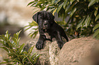 liegender Cane Corso Welpe