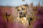 Cane Corso Portrait