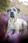 liegender Cane Corso