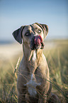 Cane Corso Portrait