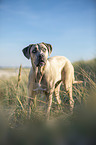 stehender Cane Corso