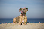 liegender Cane Corso