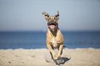 rennender Cane Corso